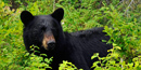 Black Bear Black Bear