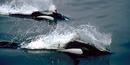 Dall's Porpoise Dall's Porpoise