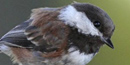 Chestnut-backed Chickadee Chestnut-backed Chickadee