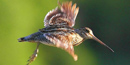 Common Snipe Common Snipe