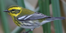 Townsend's Warbler Townsend's Warbler