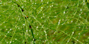 Equisetum Equisetum