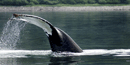 Humpback Whale sounding Humpback Whale sounding