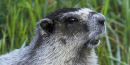 Hoary Marmot Hoary Marmot
