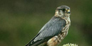 Merlin Merlin