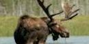 Bull Moose Bull Moose