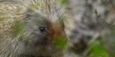 Porcupine Porcupine