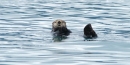 Sea Otter Sea Otter
