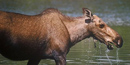 Moose Moose