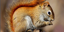Red Squirrel Red Squirrel