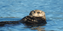 Sea Otter Sea Otter