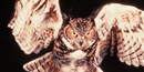 Great Horned Owls can be heard most often in January and February Great Horned Owls can be heard most often in January and February