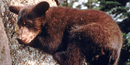 Visitors can often spot bears in trees at the edges of forests. Visitors can often spot bears in trees at the edges of forests.