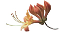 Flame azalea can be found growing on heath balds in the park. Flame azalea can be found growing on heath balds in the park.