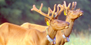 An experimental program to reintroduce elk to the park was begun in 2001. An experimental program to reintroduce elk to the park was begun in 2001.
