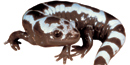 Marbled salamanders are one of 30 salamander species native to the park. Marbled salamanders are one of 30 salamander species native to the park.