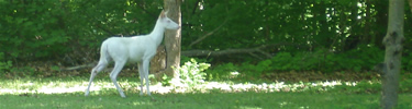 Wildlife on the Battlefield