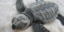 Rare Kemp's Ridley sea turtle hatchling moving towards the Gulf. Rare Kemp's Ridley sea turtle hatchling moving towards the Gulf.