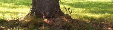 Fawn in Field at Horseshoe Bend