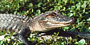 Young alligator crawls through vegetation. Young alligator crawls through vegetation.
