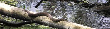 Snake Along Barataria Trail