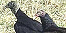 Vultures arrive on land. Vultures arrive on land.