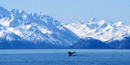Whale Fluke Whale Fluke