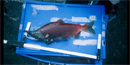 Sockeye salmon study Sockeye salmon study