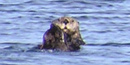 Sea otter off Katmai Coast Sea otter off Katmai Coast