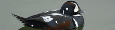 Harlequin Duck male in breeding plumage