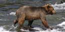 Sub-adult brown bear in the riffles below Brooks River Falls Sub-adult brown bear in the riffles below Brooks River Falls