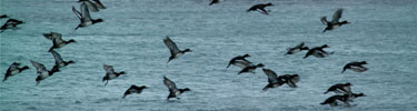 Flock of scaup flying over Naknek lake in the fall
