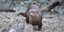 River Otter River Otter