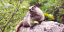 Hoary Marmot Hoary Marmot