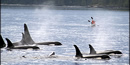 resident pod of Orca whales resident pod of Orca whales