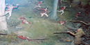 battle diorama showing loyalists in red coats and patriots in frontier wear firing at each other battle diorama showing loyalists in red coats and patriots in frontier wear firing at each other
