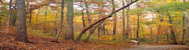 Leaves showing fall colors