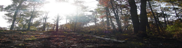 Sun Coming Through Trees on Battlefield