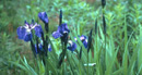 wild iris in bloom with blue to purple petals with white centers, long bright green pointed leaves wild iris in bloom with blue to purple petals with white centers, long bright green pointed leaves