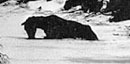 Historic photo of horse mired in mud and snow Historic photo of horse mired in mud and snow
