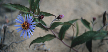 Image of Siberian Aster (Aster Sibiricus) blooming on the sand dunes