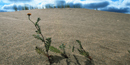 Image of the Great Kobuk Sand Dunes Image of the Great Kobuk Sand Dunes