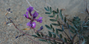 Image of Kobuk Locoweed (Oxytropis kobukensis) Image of Kobuk Locoweed (Oxytropis kobukensis)