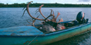 Image of two harvested caribou with large antlers lie in an old, blue boat that is tied to the bank of the river. Image of two harvested caribou with large antlers lie in an old, blue boat that is tied to the bank of the river.