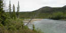Salmon River rushes by banks with thick shrubs and trees. One old tree is falling in the river as the water erodes the bank. Salmon River rushes by banks with thick shrubs and trees. One old tree is falling in the river as the water erodes the bank.