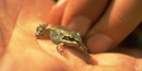Image of a tiny wood frog with a black eye stripe is dwarfed by the palm of the person's hand on which it sits. Image of a tiny wood frog with a black eye stripe is dwarfed by the palm of the person's hand on which it sits.