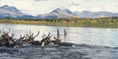 Image of 10 caribou swim across a river with a background of mountains and trees just starting to gold in autumn. Image of 10 caribou swim across a river with a background of mountains and trees just starting to gold in autumn.