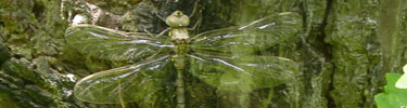 Dragonfly-(western-flying-alder)