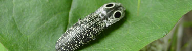Eastern-eyed-click-beetle