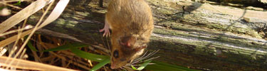 Field Mouse
